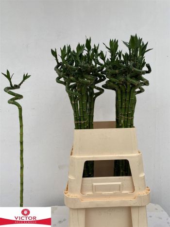 DRAC S LUCKY BAMBOO 90CM