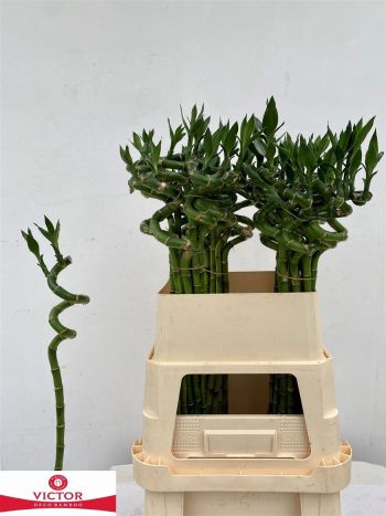 DRAC S LUCKY BAMBOO 80CM