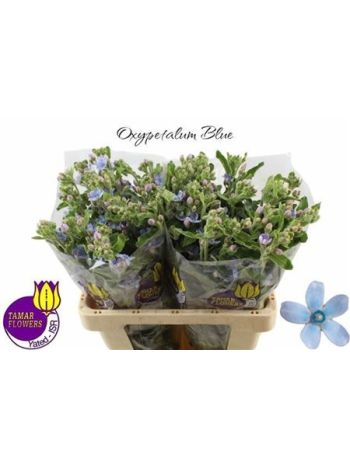 OXY TAN PUR BLU 60CM
