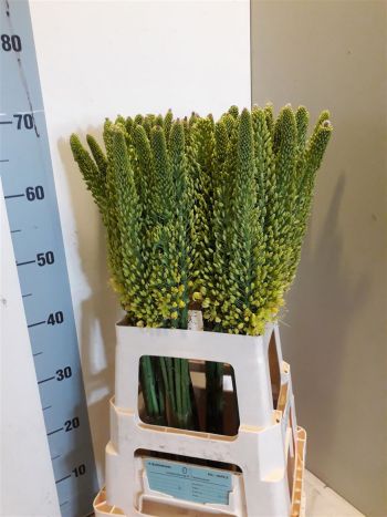 EREMURUS STENOPHYLLU 70CM