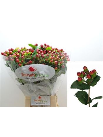 HYP MAG SEASONS 70CM