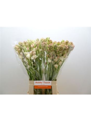 POLIANTHES TUBEROSA