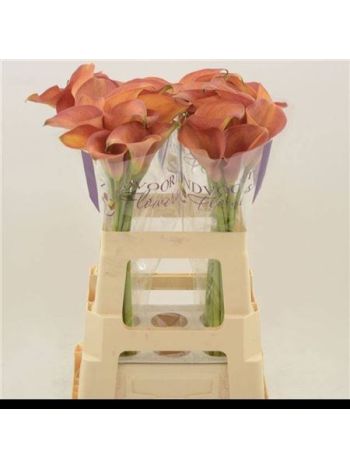 ZANT ORANGE PRIDE 60CM