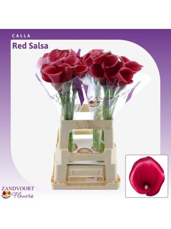 ZANT RED SALSA 60CM