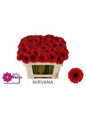 GE MI NIRVANA