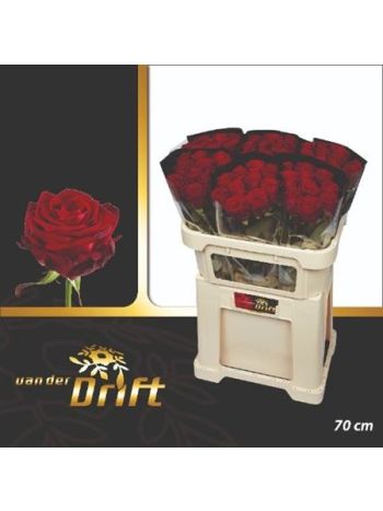 R GR RED NAOMI! 70CM
