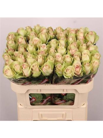 R GR LA BELLE 70CM