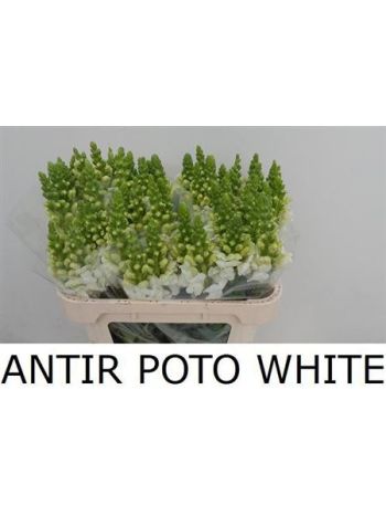 ANTIR POTO WHITE