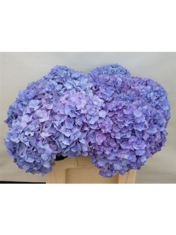 HYDR  M PIMPERNEL 50CM