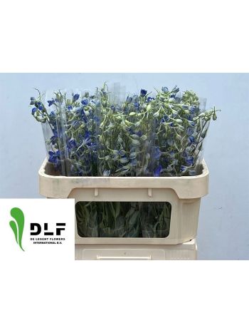 DELPH EN VOLKERFRIED 70CM