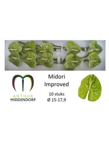 ANTH A MIDORI IMP *10