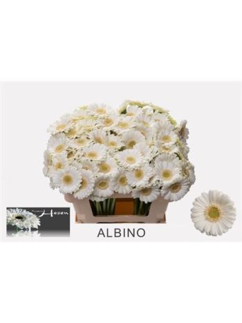 GE MI ALBINO