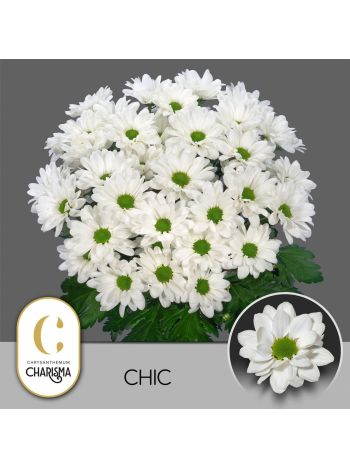 CHR T  F. CHIC