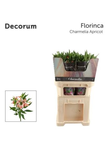 ALST FL CHAR APRICOT