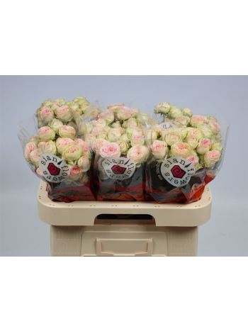 R TR SWEET GISELLE! 60CM