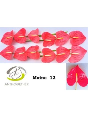 ANTH A MAINE *12