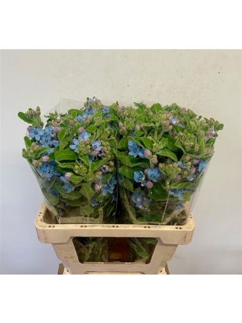 OXY TAN PUR BLU 60CM