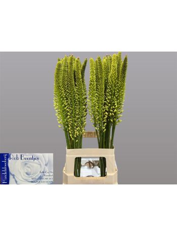 EREMURUS YELLOW REBE