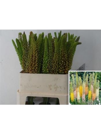 EREMURUS RUITER