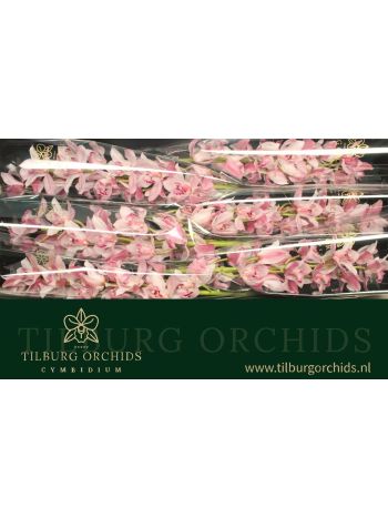 CYMB T *6 PINK JOAL - LIGHT PINK