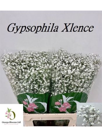 GYPS PA XLENCE