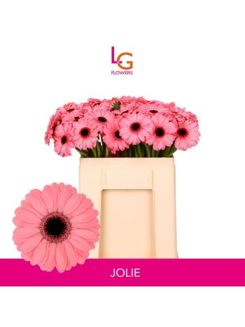 GE MI JOLIE