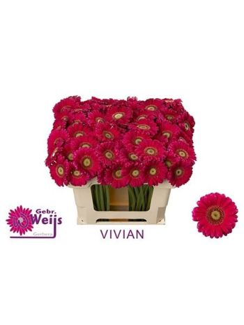 GE MI VIVIAN