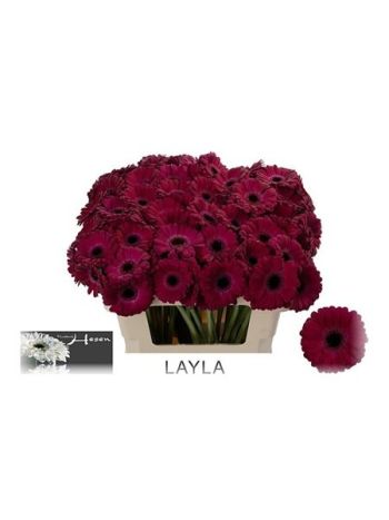 GE MI LAYLA
