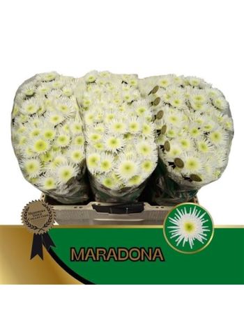 CHR SAN MARADONA