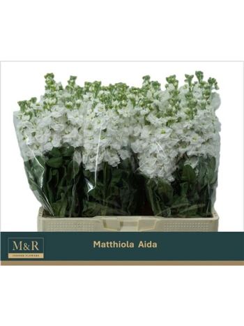 MATTH AIDA WHITE
