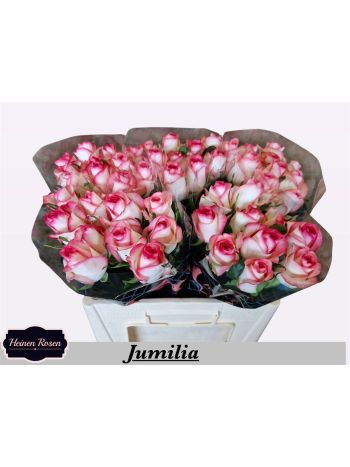 R GR5 JUMILIA