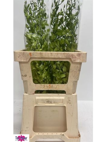 DENDR BURA JADE JADE