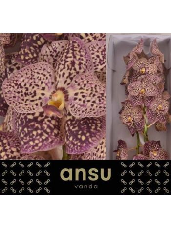 VANDA SU OCE SANGRIA