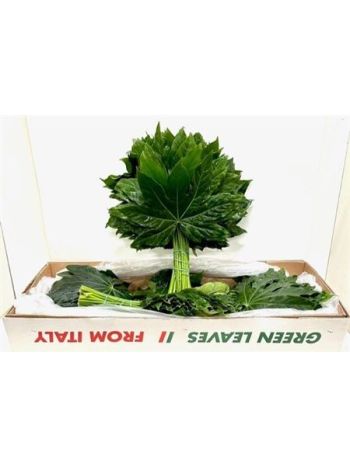 ZO ARALIA EXTRA