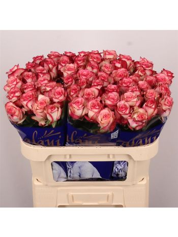 R GR PALOMA 70CM