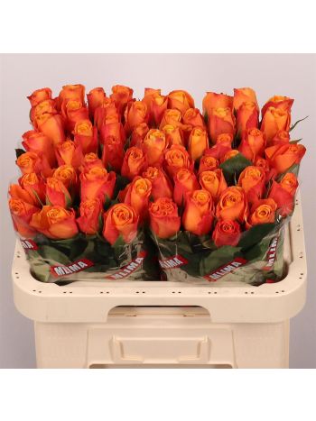 R GR CONFIDENTIAL 60CM