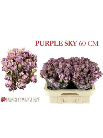 R TR PURPLE SKY 60CM