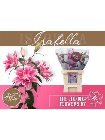 LI OR DU RL ISABELLA