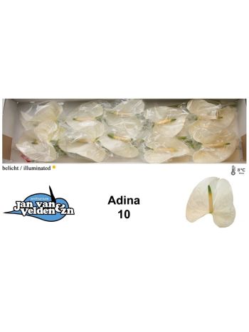 ANTH A ADINA *10