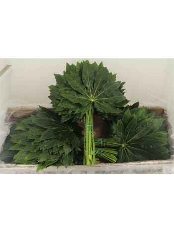 ZO ARALIA EXTRA