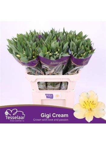 ALSTR GIGI CREAM
