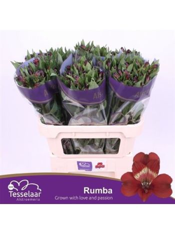 ALSTR RUMBA