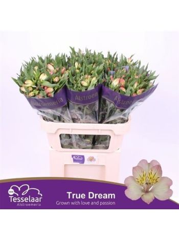 ALSTR TRUE DREAM