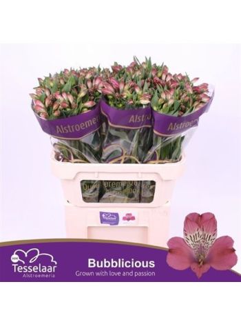 ALSTR BUBBLICIOUS
