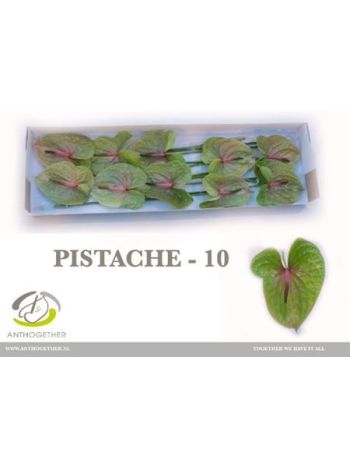 ANTH A PISTACHE *10