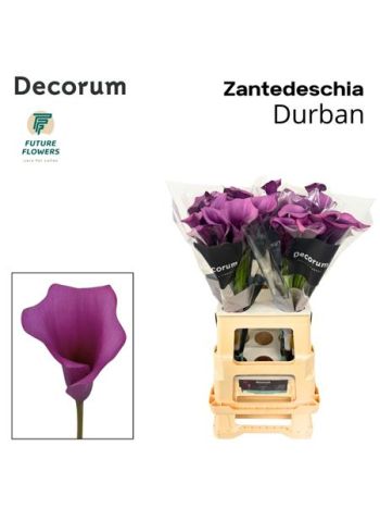 ZANT DURBAN 65CM