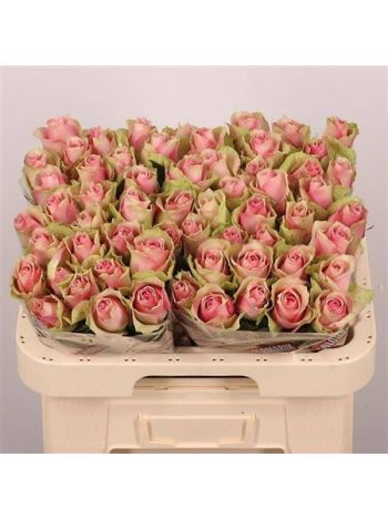 R GR BELLE ROSE 60CM
