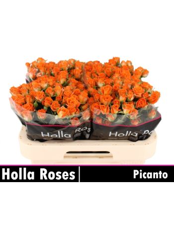R TR PICANTO 60CM