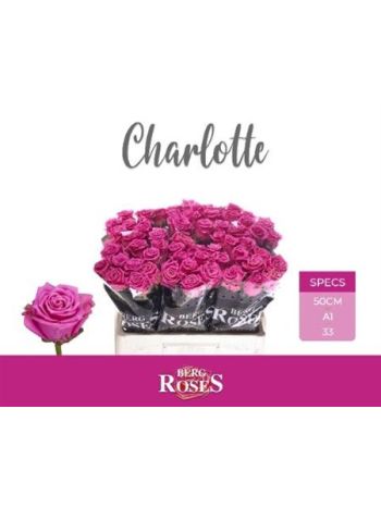 R GR5 TAN CHARLOTTE