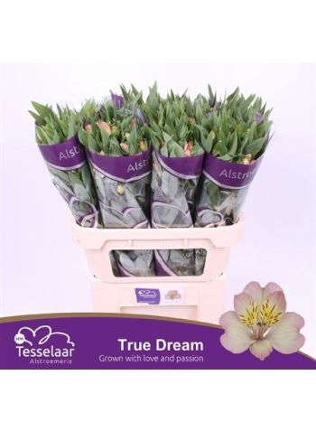 ALSTR TRUE DREAM